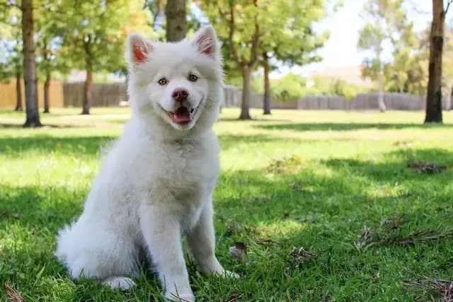 犬が飼い主の足元で寝たがる心理とは