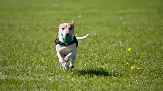 犬が食後に走り回るのは大丈夫?消化・ストレスの見直しと対策