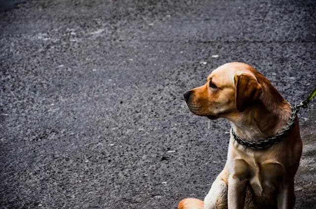 愛犬が突然、飼い主から逃げるような行動をとる理由
