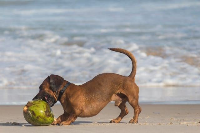 犬が散歩中に急に座り込むときの注意サイン