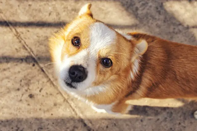 犬が水を飲んだあと口を床にこすりつける理由
