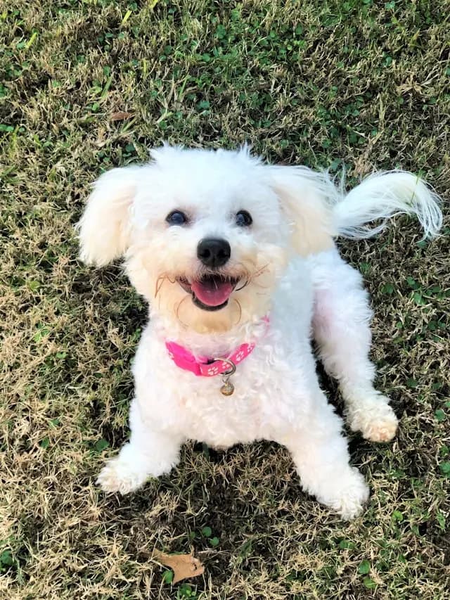 犬がまばたきしない・目を見開く:乾燥・痛み・神経のチェック