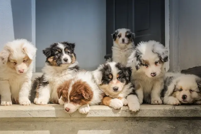 犬が物陰に隠れる・暗い場所に行きたがる:体調と心理の見極め