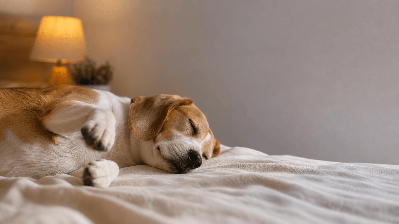 犬の寝言・寝ながら唸る:正常と異常の境目と睡眠の質改善