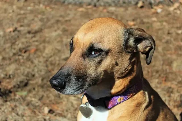 犬が体をブルブルする回数が増えたときの注意点