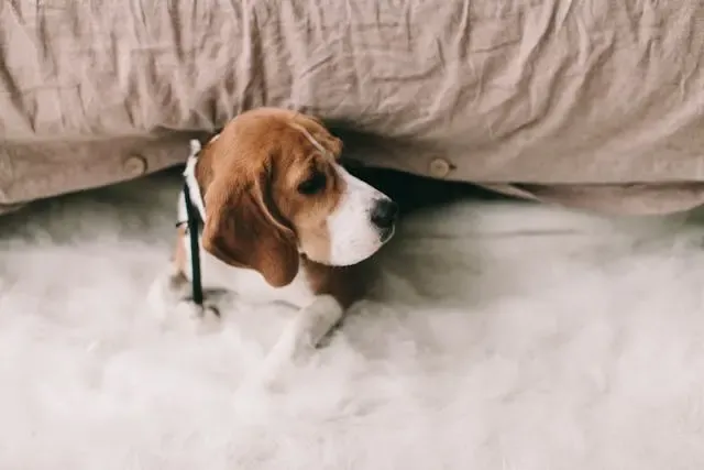犬が留守番後に異常に興奮する理由