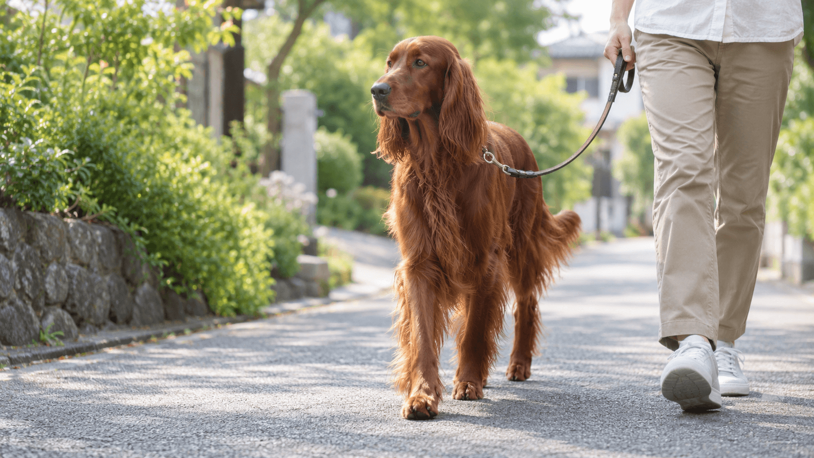 犬の散歩時間は何分?毎日の目安と愛犬に合わせた調整方法
