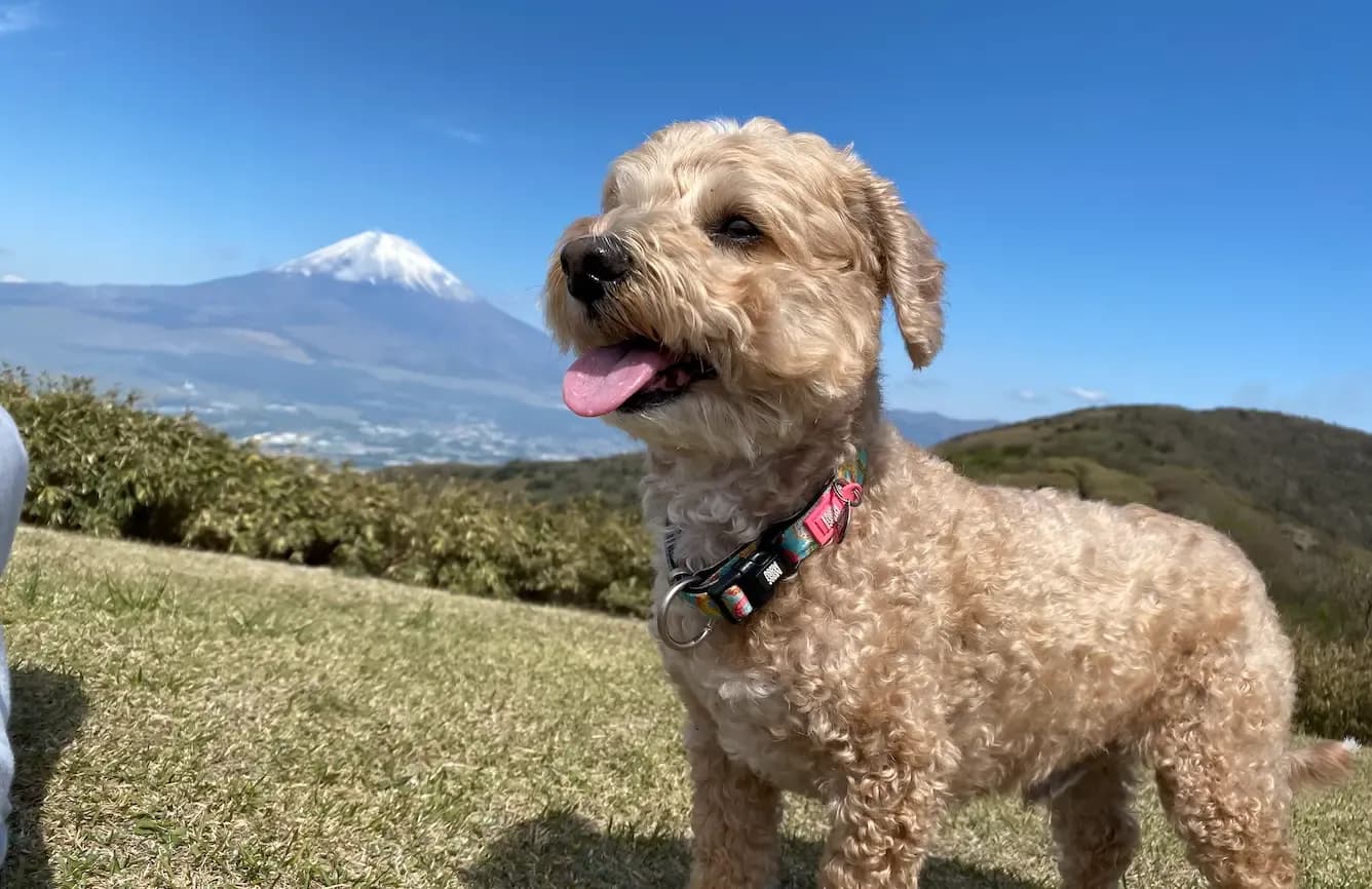 富士山を背景にした笑顔の犬